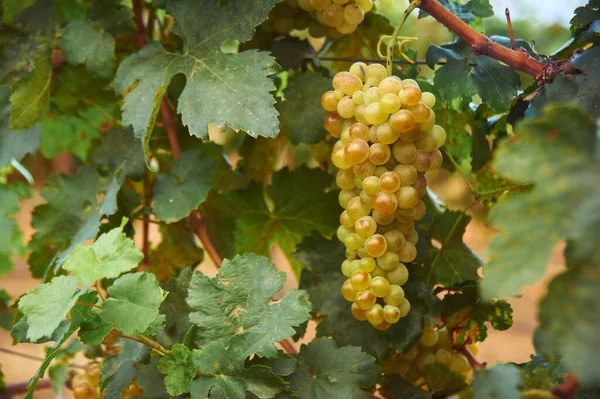 Trauben Weinreben Outdoor Landschaft Erntezeit Konzept Nahaufnahme Mit Kopierraum — Stockfoto