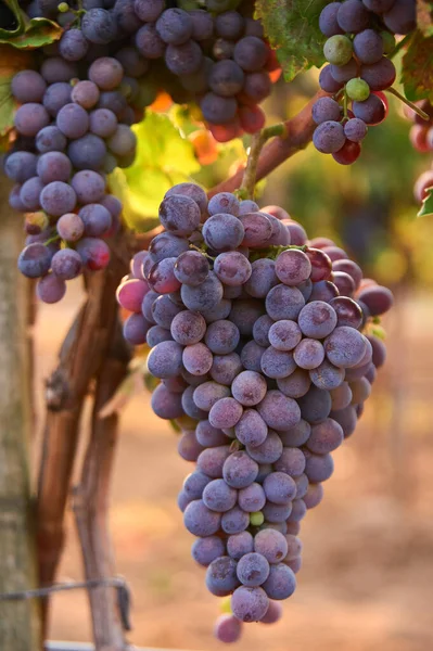 Bunch Red Grape Vine Ripe Purple Bunch Outdoor Harvesting Season — Stock Photo, Image