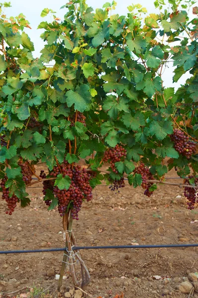 Vine Tree Ripe Red Grape Bunch Vineyard Grape Bush Soil — Stockfoto