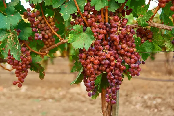 Bunch Ripe Red Grape Vine Outdoor Country Scene Harvesting Season — Stockfoto