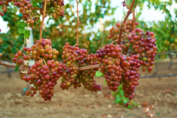 Een Stel Rijpe Rode Druiven Aan Wijnstok Buitenland Scene Oogstseizoen — Stockfoto