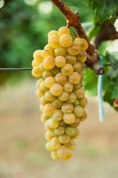 Bunch Ripe Yellow Grape Vine Outdoor Country Scene Harvesting Season — Stockfoto
