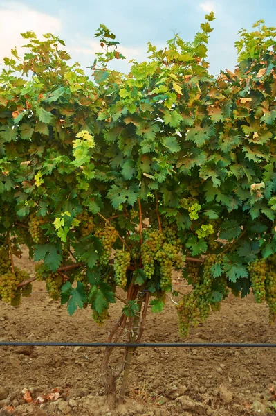 Vid Con Racimo Uva Blanca Madura Viñedo Arbusto Uva Suelo — Foto de Stock