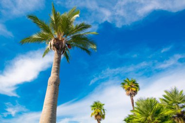 Mavi bulutlu arka planda bir palmiye ağacı. Boşluğu kopyala