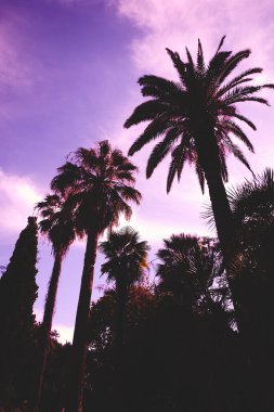 Siyah palmiyeler pembe günbatımı arkaplanında. Soyut kare fotografı. Klasik sanat kutsallığı