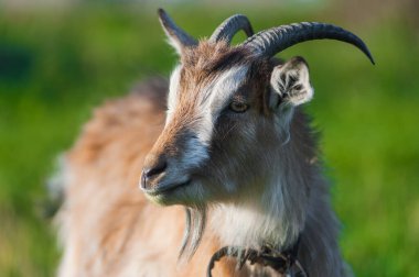 Kahverengi yetişkin boynuzlu keçinin yakın plan fotoğrafı.