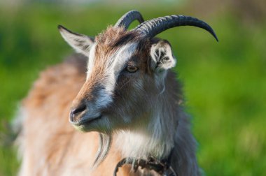 Kahverengi yetişkin boynuzlu keçinin yakın plan fotoğrafı.