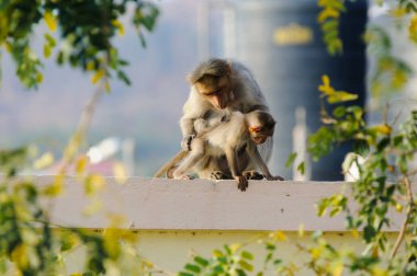 Maymun annenin bebeğine baktığı fotoğraf.