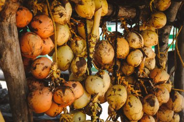 Bir grup sarı hindistan cevizi satışı fotoğrafı.