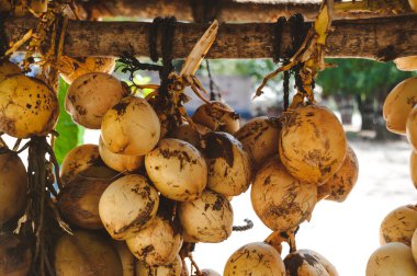 Bir grup sarı hindistan cevizi satışı fotoğrafı.