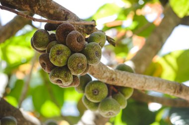 Yakın plan fotoğraf incirleri ağaçtaki meyveler