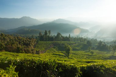 Güneş doğarken güzel çay tarlası ve dağ manzarasının fotoğrafı.