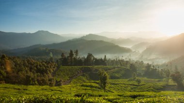 Güneş doğarken güzel çay tarlası ve dağ manzarasının fotoğrafı.