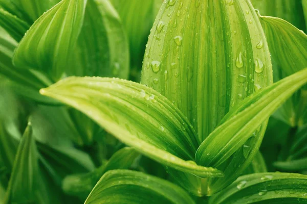 Su damlalı yeşil tropikal yaprak. Arka plandaki organik fotoğrafı kapat