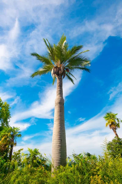 one palm tree at blue cloudy sky background. vertical tropical
