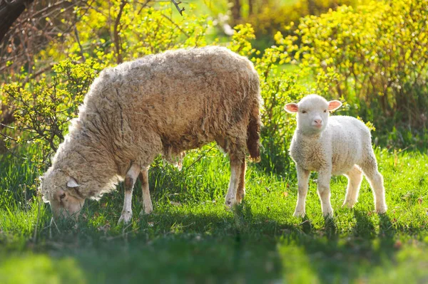 two sheeps. little baby lamb with adult eating sheep