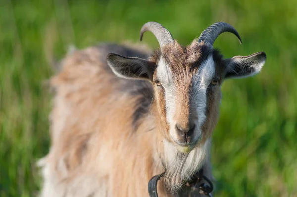 茶色の大人の角をしたヤギのクローズアップ写真 — ストック写真
