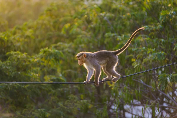 photo of walking on the electric wire Monkey in the jubgle