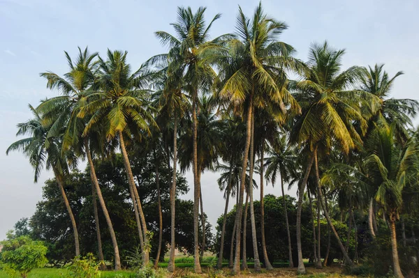 Photo of Coconuts palms forest in natural sunset colours