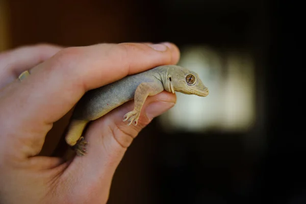 Foto Lizard Mantendo Mão Humana Partir Primeira Pessoa Ver — Fotografia de Stock