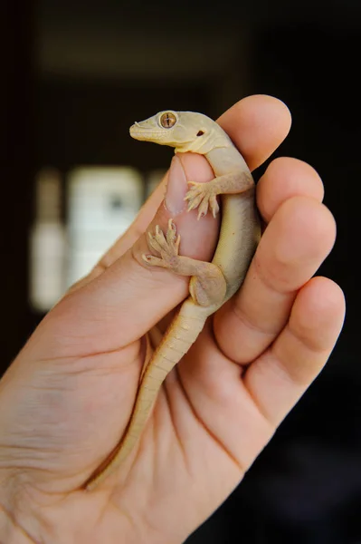 Horizontale Foto Van Hagedis Houden Menselijke Hand Van Eerste Persoon — Stockfoto