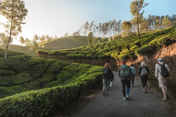 Sırt çantalı Uluslararası Yürüyüş Grubu 'nun fotoğrafı. Gün doğumunda çay tarlalarının arasından geçecekler.
