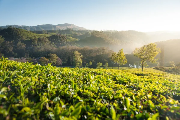 Foto Plantación Paisaje Con Grandes Hojas Amanecer — Foto de Stock