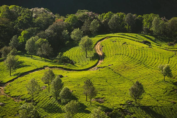 Foto Del Hermoso Paisaje Puesta Sol Plantación Con Caminos Sinuosos — Foto de Stock