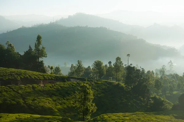 Foto Hermosa Plantación Paisaje Montañoso Amanecer — Foto de Stock