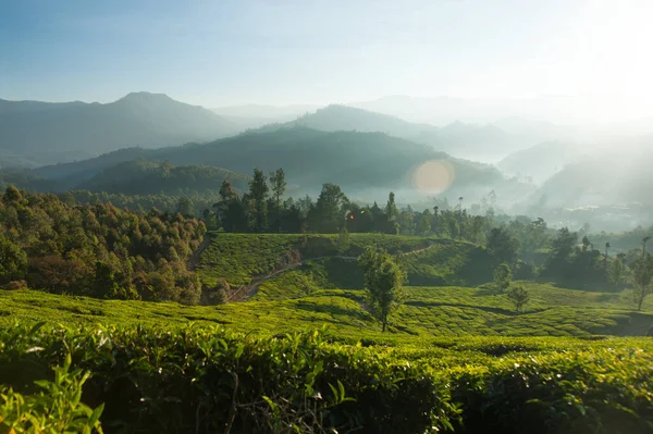 Foto Hermosa Plantación Paisaje Montañoso Amanecer — Foto de Stock