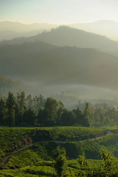 Foto Vertical Hermosa Plantación Paisaje Montaña Amanecer — Foto de Stock