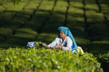 Çaycı kadın yeşil çalılıklarda yaprak topluyor. 20 Şubat 2018 Munnar, Hindistan