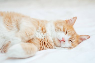 Beyaz yatakta uyuyan tatlı kızıl kedi. Sakin ve rahat evcil hayvan konsepti