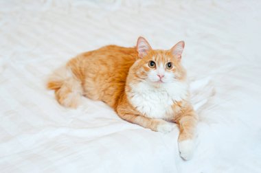 Kızıl kedi beyaz yatakta oturur ve kameraya bakar. Boşluğu kopyala
