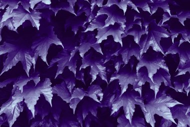 ultraviyole geriye doğru yarım ton biçiminde tropikal arkaplan bırakır