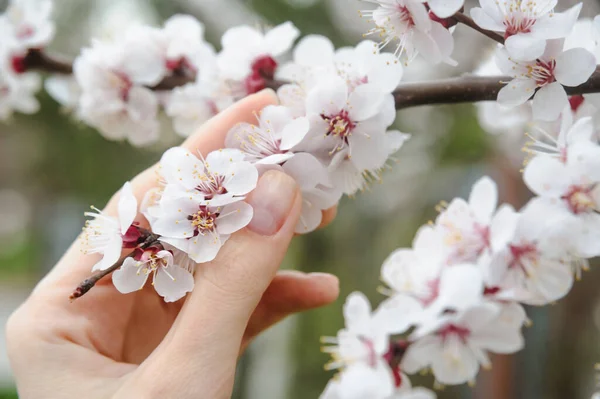 Woman Hand Touching Sakura Peach Bloom Flowers Tree — Stock Photo, Image