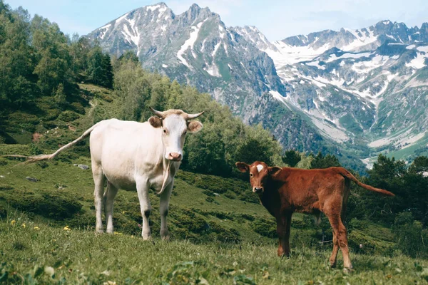 White Cow Stands Mountain Valley Snowy Peaks Background Little Calf — Stock Photo, Image