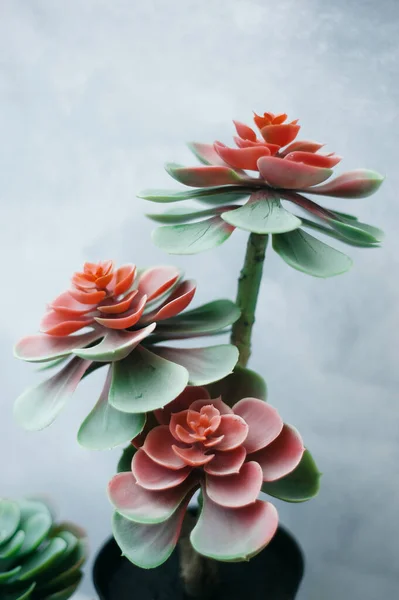 Indoor plant closeup at grey wall backround. red and green leaves. Echeveria pulvinata. organic concept