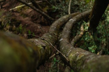 Toprağın altında güzel bir bitki