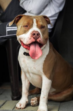 İnanılmaz mutlu ve güzel pitbull