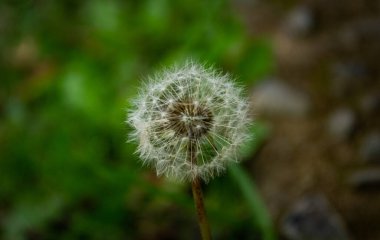 Makro 'da inanılmaz bir bitki.