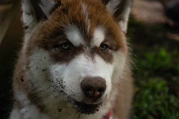 Hermoso Husky Sentado Serio — Fotografia de Stock