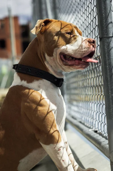 Una Encantadora Tierna Pitbul Sonriendo — Foto de Stock