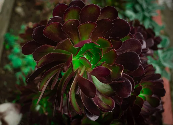 Een Mooie Plant Grond — Stockfoto