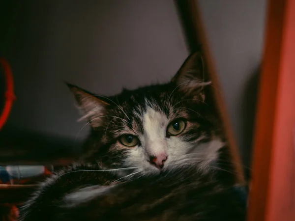 Gato Increíble Mirándote — Foto de Stock