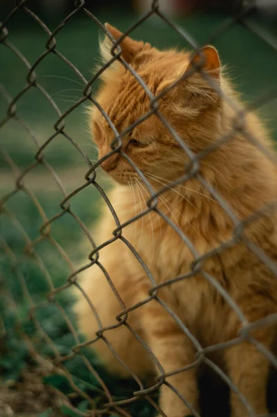 Beauty Yellow Cat Looking โซเช ยลม — ภาพถ่ายสต็อก
