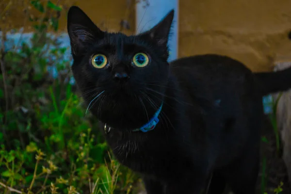 Erstaunliche Schwarze Katze Mit Erstaunlichen Augen — Stockfoto