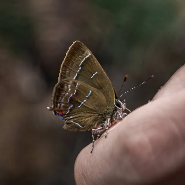 Amazing Butterfly Macro — Stock Photo, Image