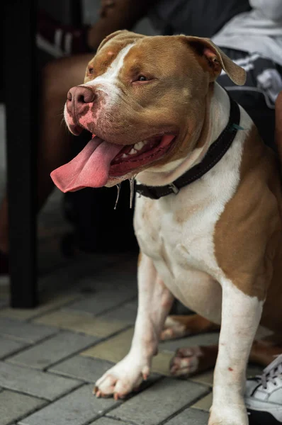 Increíble Feliz Pitbull Suelo — Foto de Stock