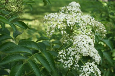 Bir yaz günü yeşil çimlerin üzerinde pofuduk beyaz bir çiçek